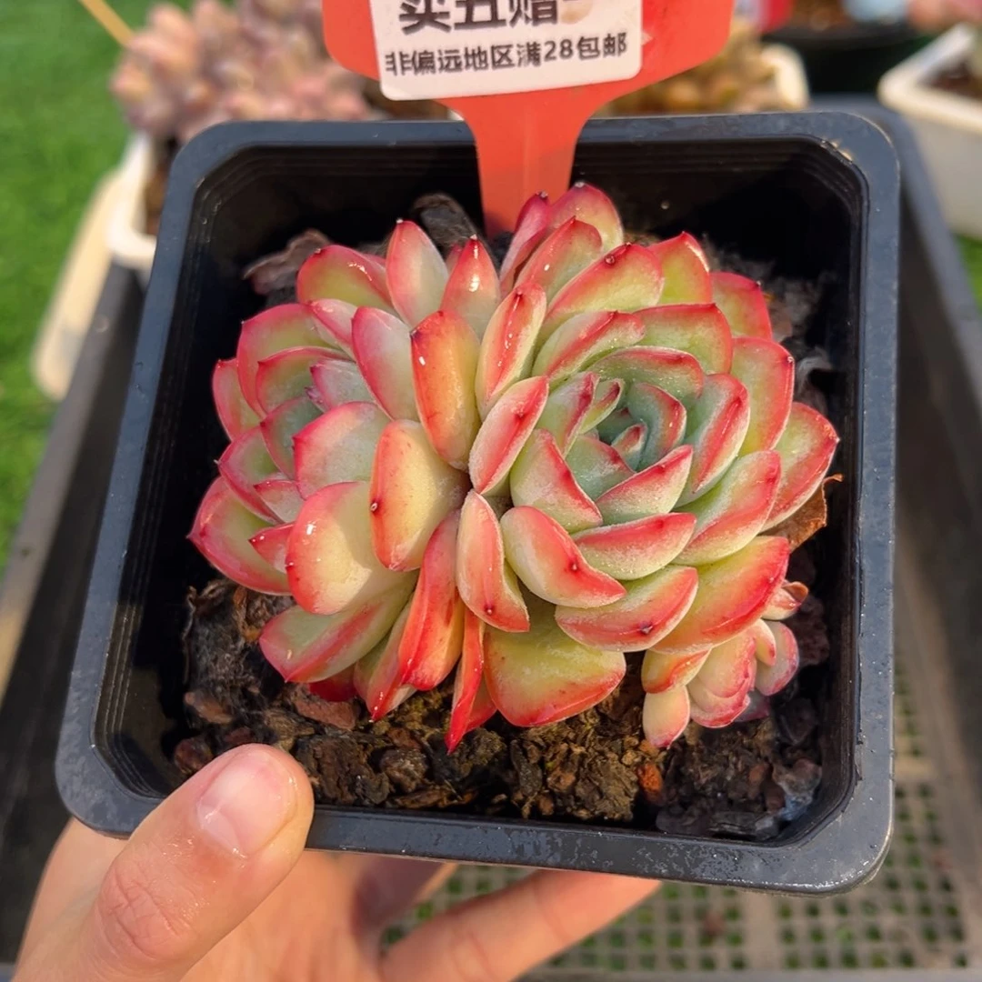 表妹精品多肉1016.