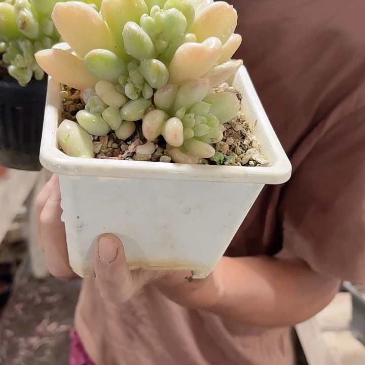 比尔盖茨小群多肉