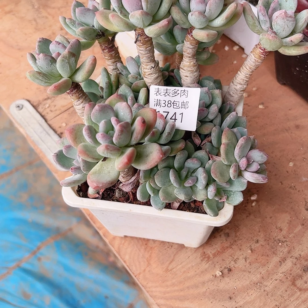 纳***娜多肉一物一拍植物1741