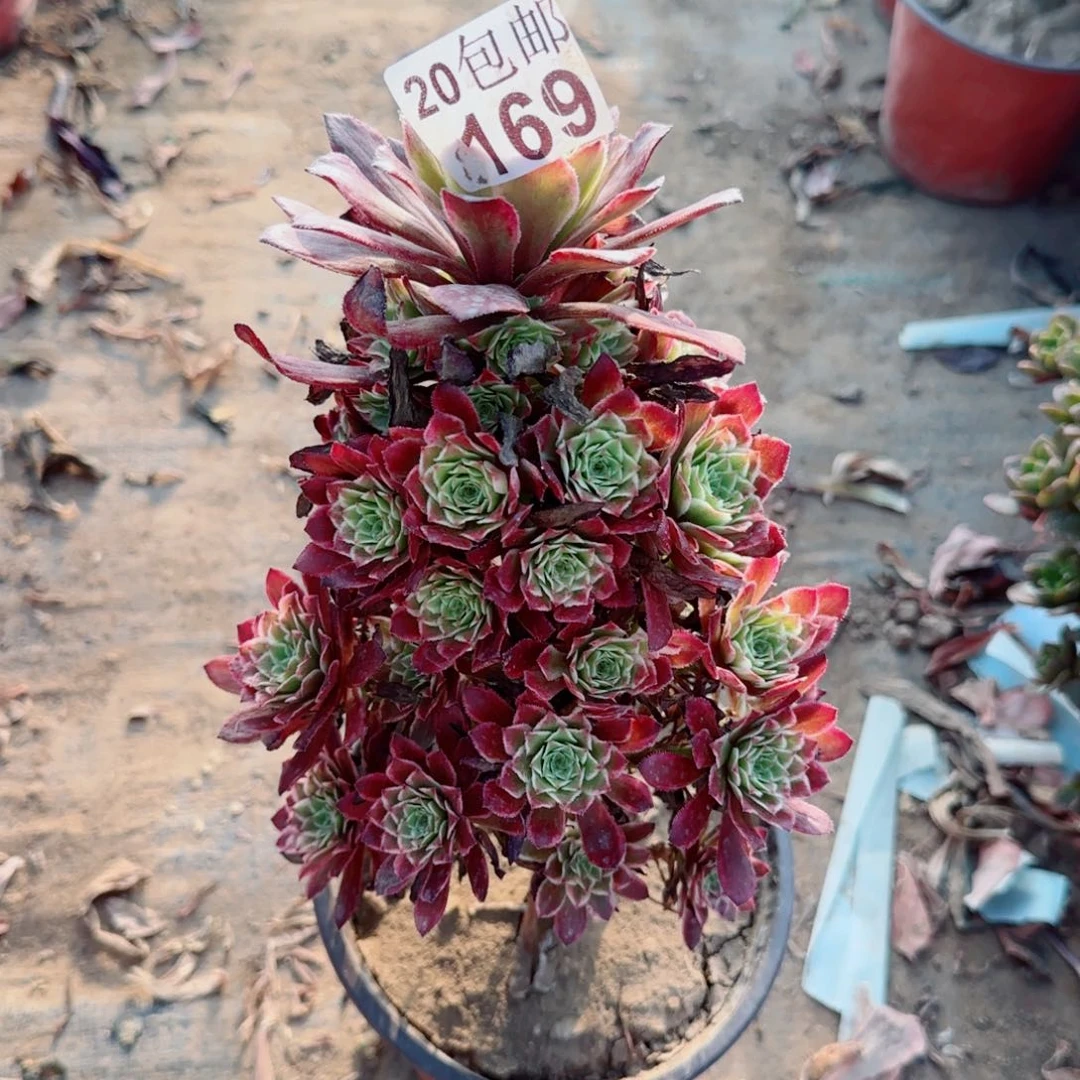 繁星多肉169斤满20包邮断枝不包