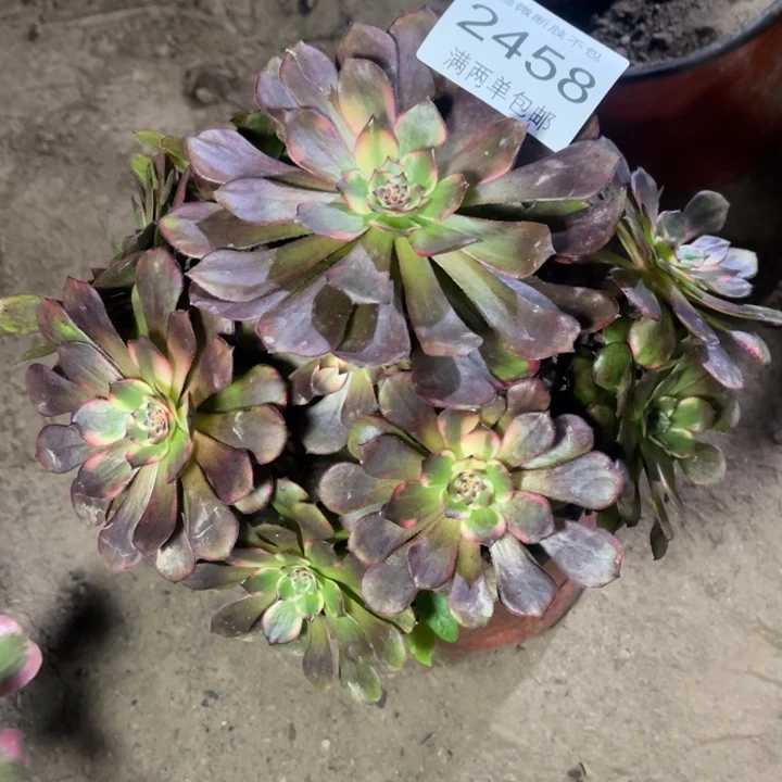 2458烟花的人多肉的