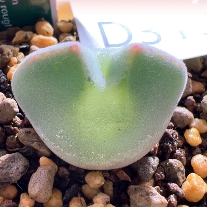 A313。青蛙种源优选三年大眼空蝉。 必爆头。