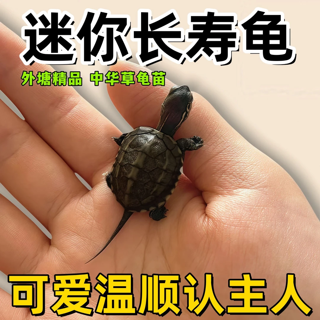 超小迷你草龟外塘中华草龟苗活体适应力强家养易养长寿招财小乌龟