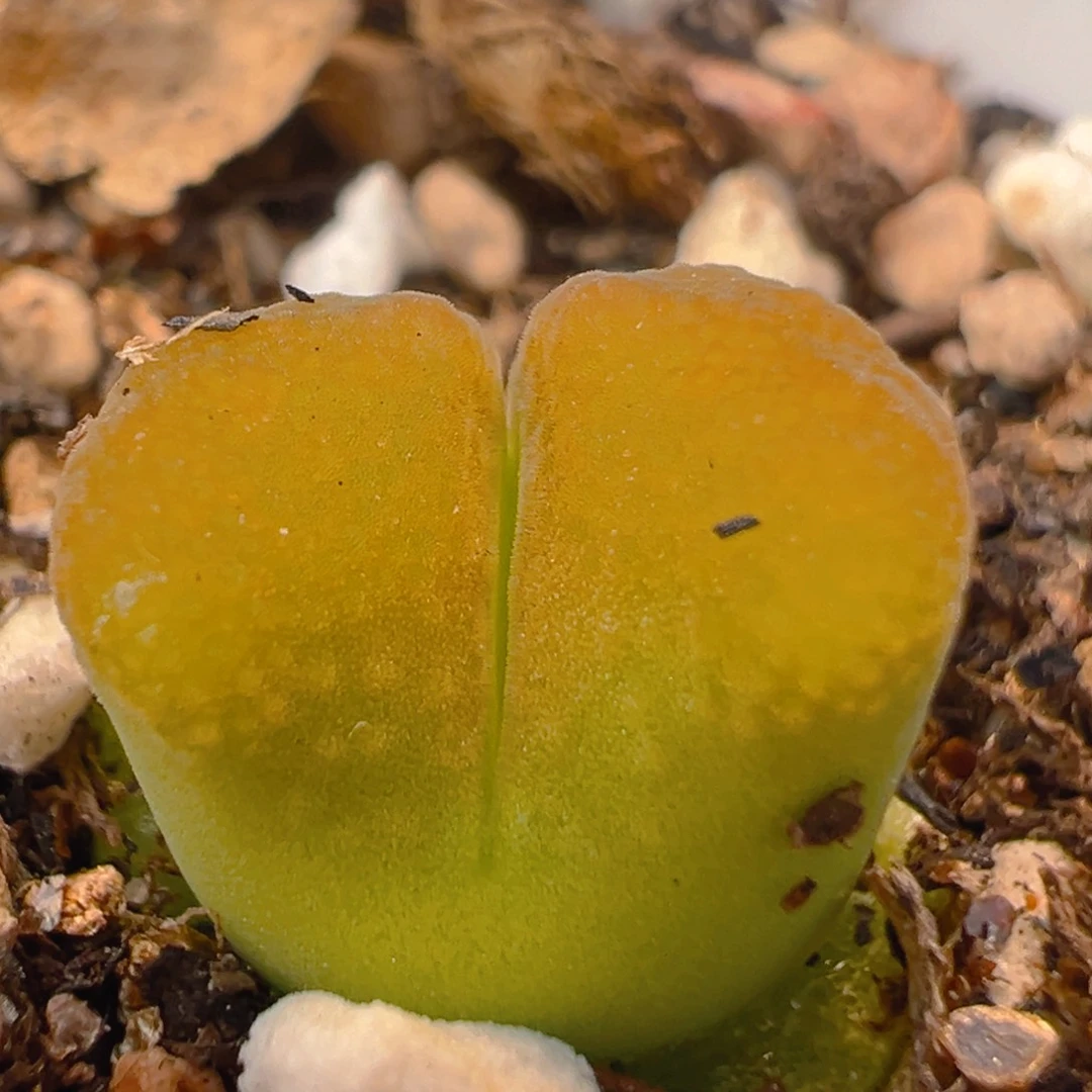 120多肉植物百科知识