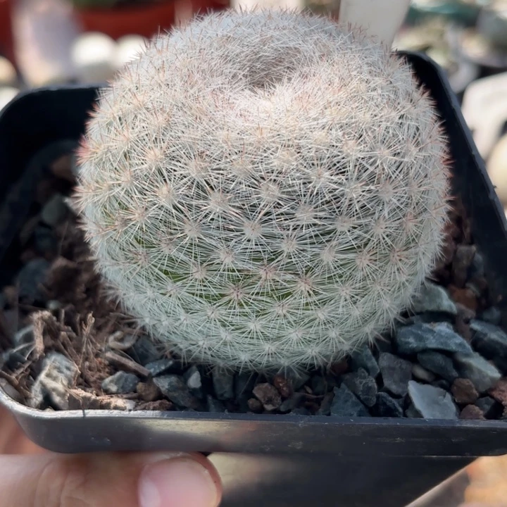 950实生满月好养皮实