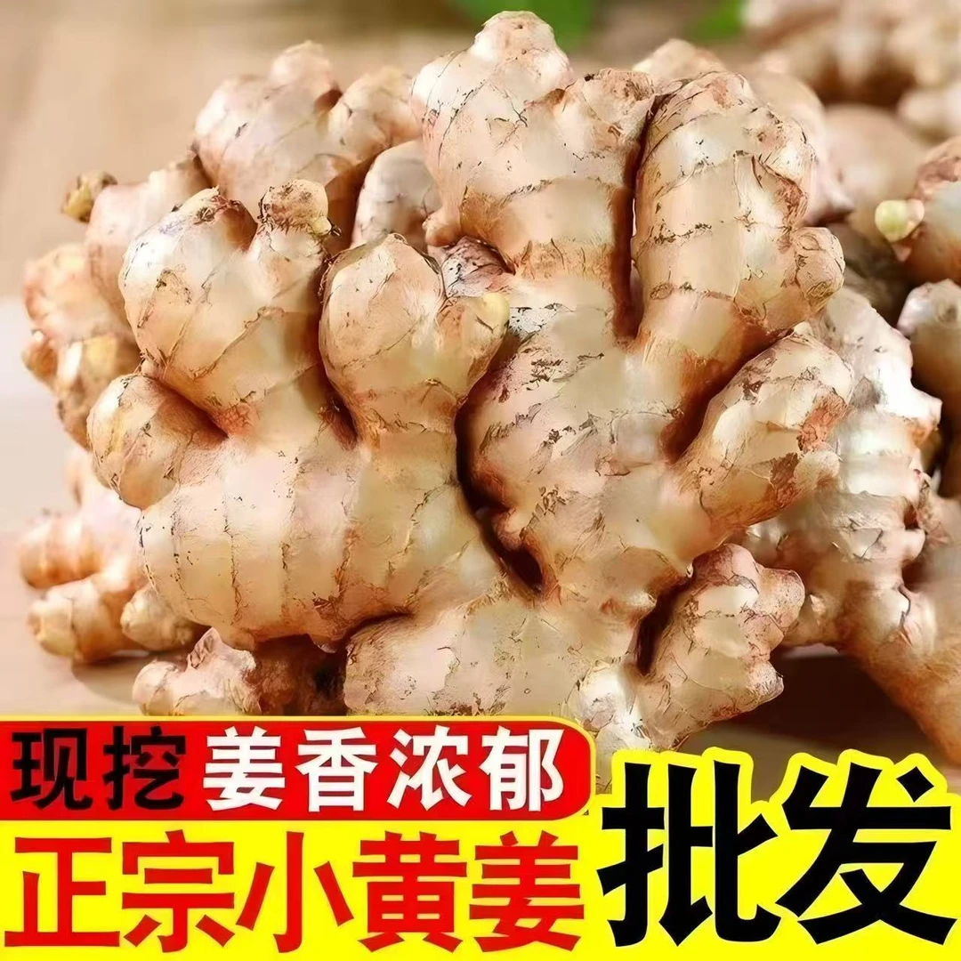 正宗云南高山小黄姜2025年新鲜现挖山地种植香味浓郁（多仓发货）