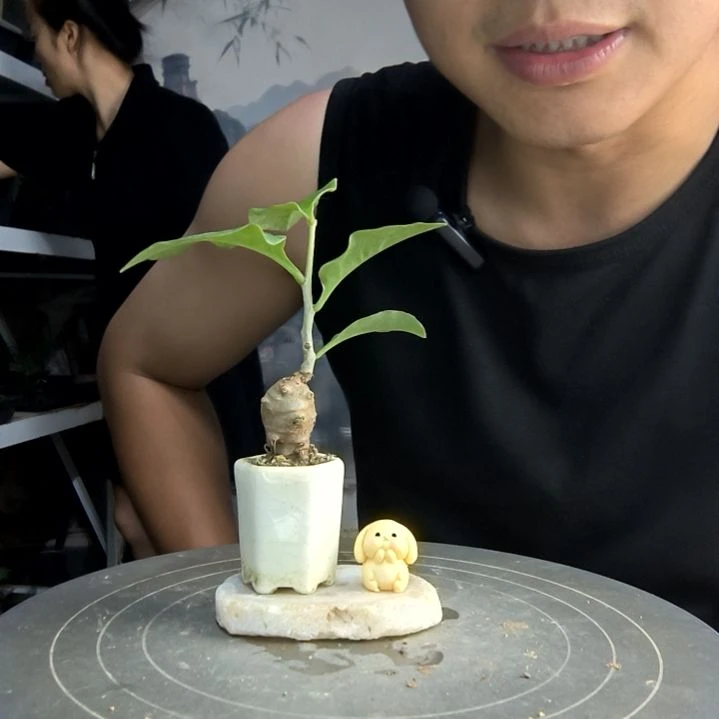 ?*中青园艺一物一拍115