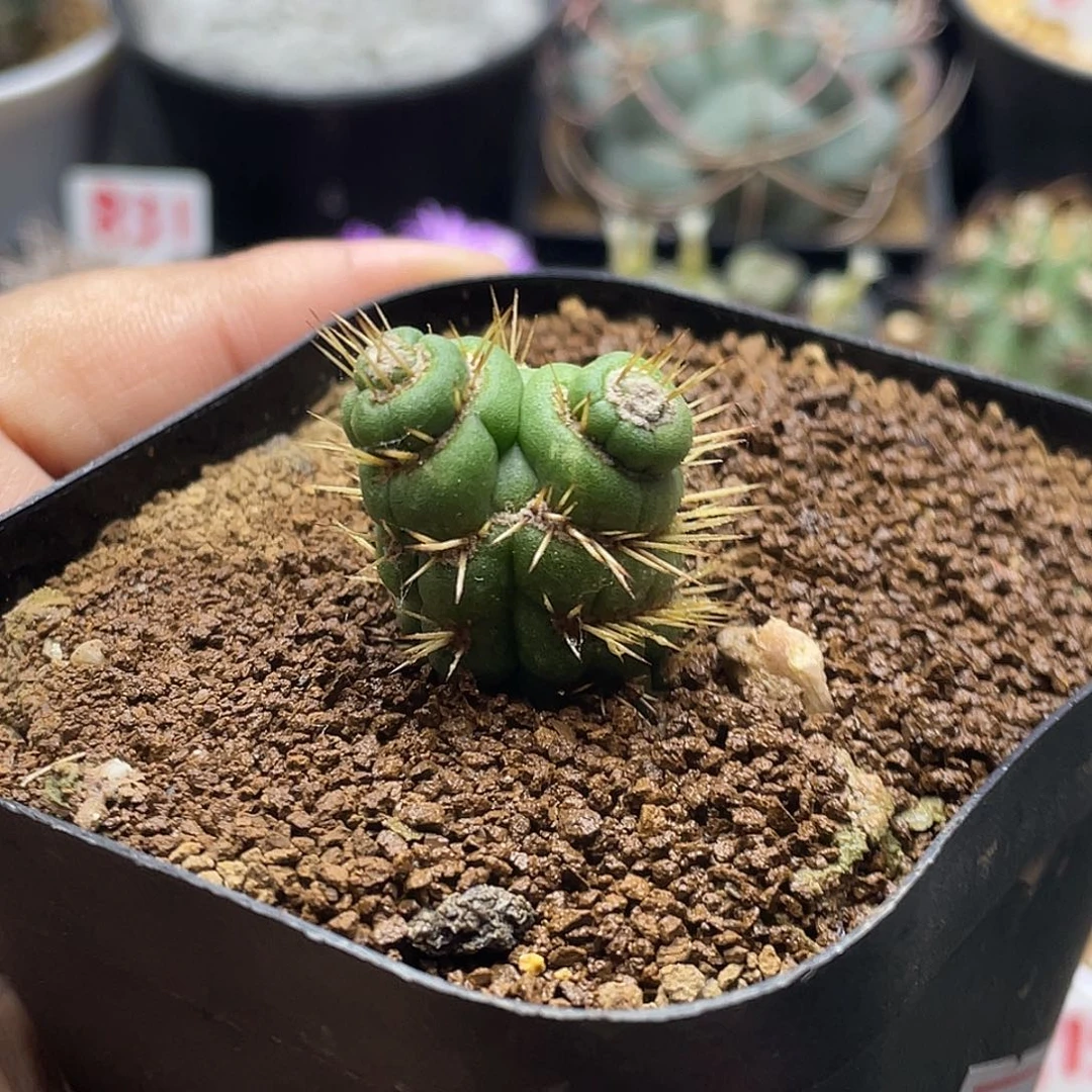 螺旋双头小绿竹 脱土包邮