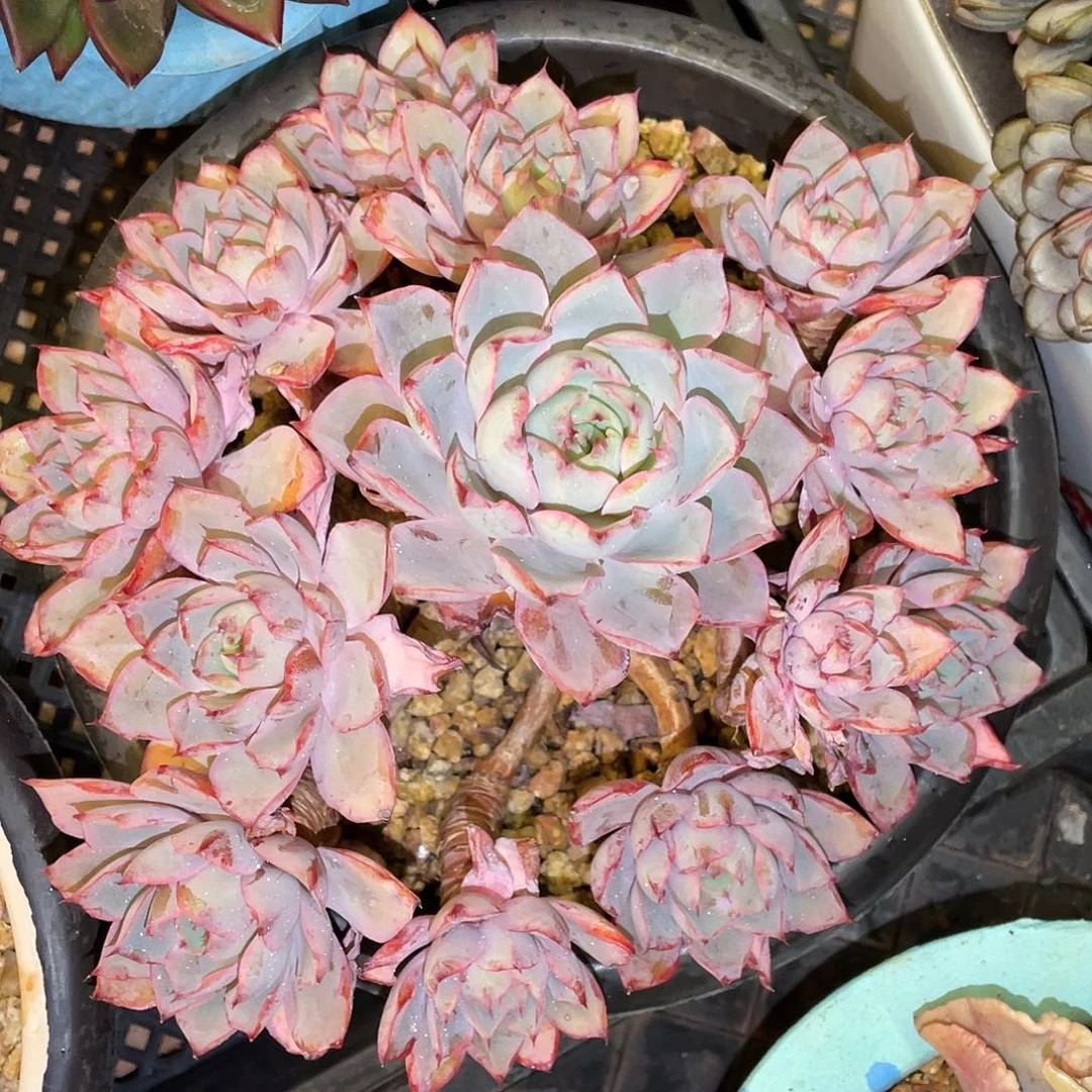 多肉植物一物一拍