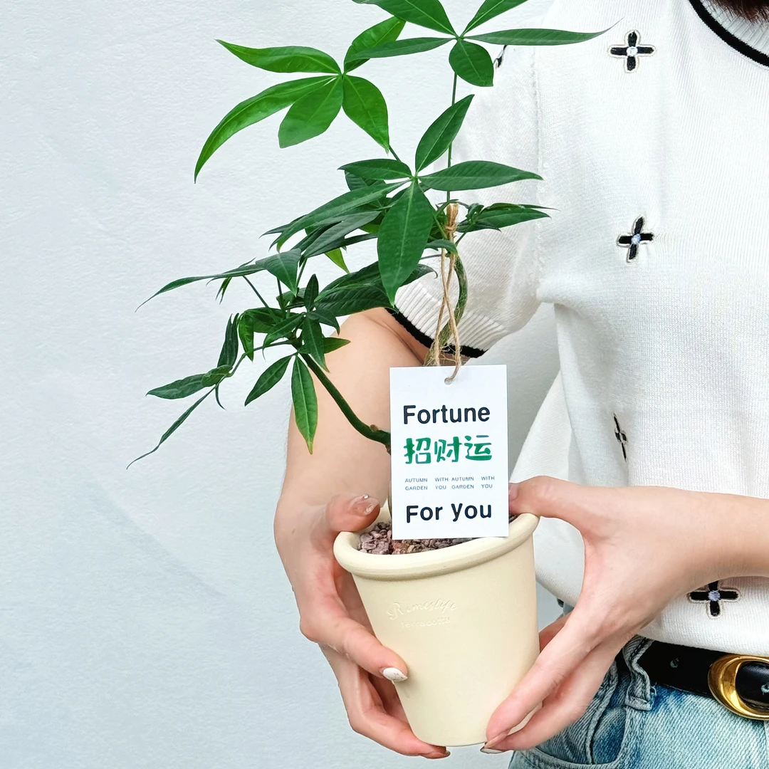 【花伴水】双飘发财树好养室内植物办公室桌面室内美观植物