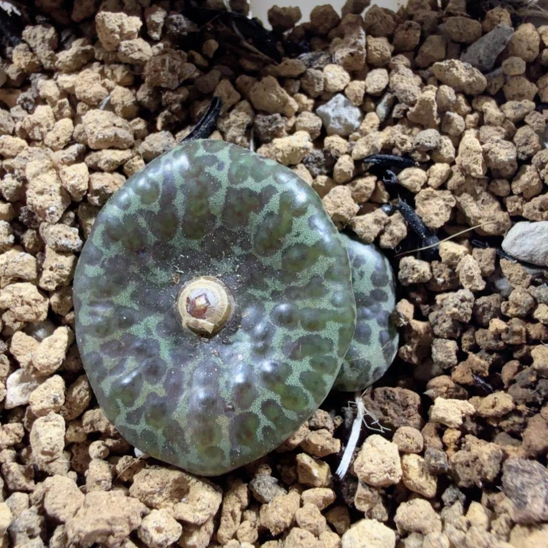 豹纹安贞 12-19-L36。