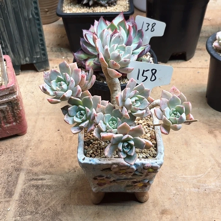 多肉植物，红粉佳人158号