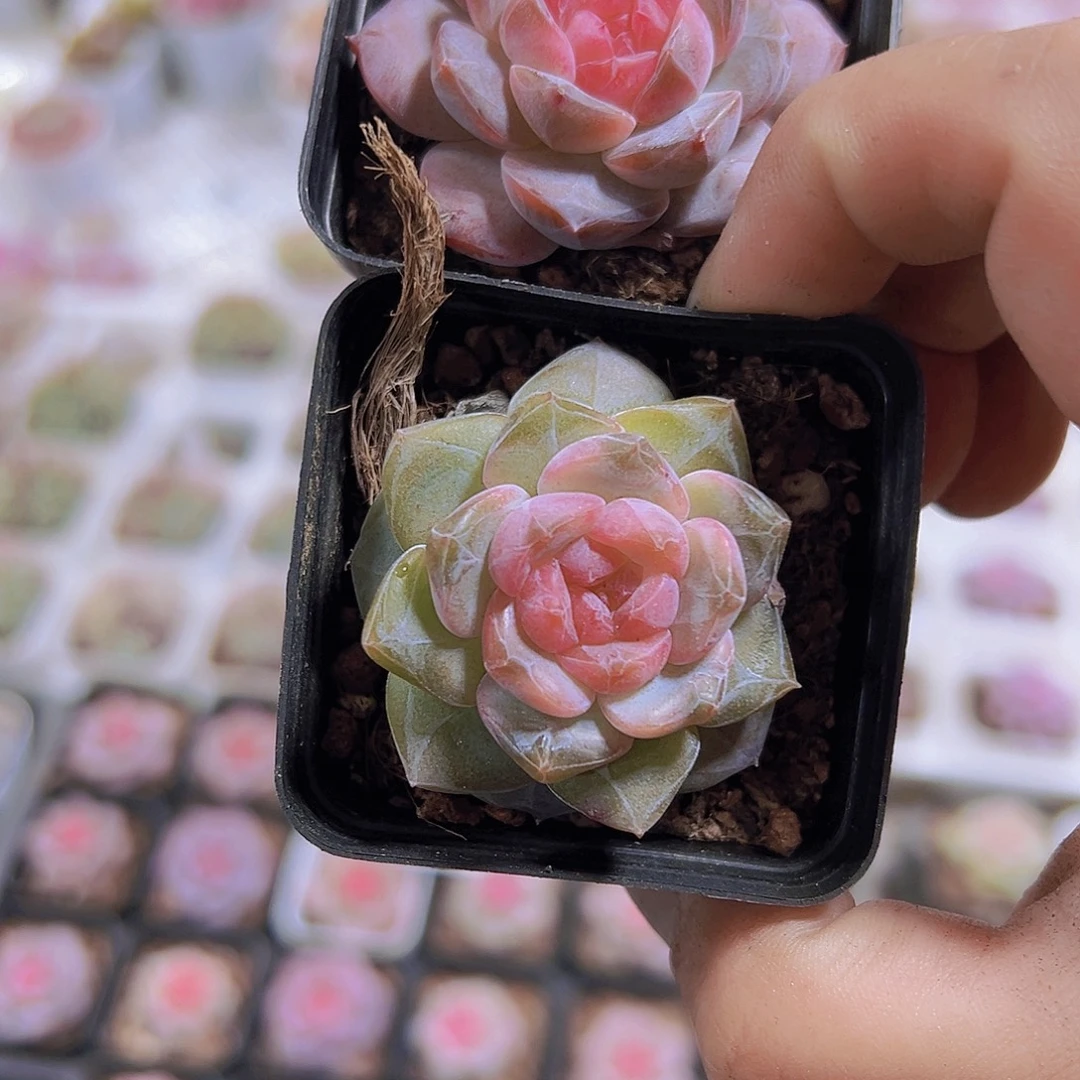 钻石冰魄组合一粉一绿19包邮