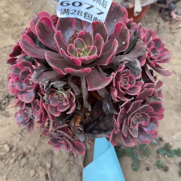 度***墅6077少一个头二号棚O