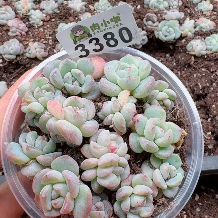 多肉植物多肉植物