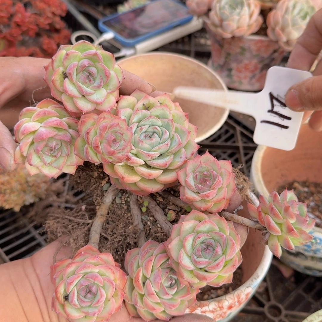 多肉植物的生长发育与生长发育