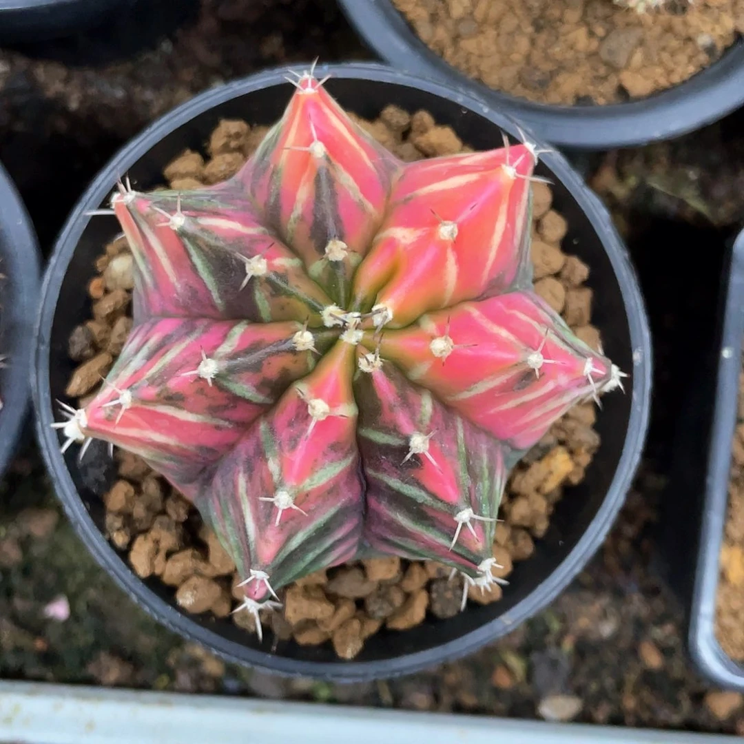 当前无花朵，栽培后可花朵p****郑泰系实生根，梦想纹米哈锦