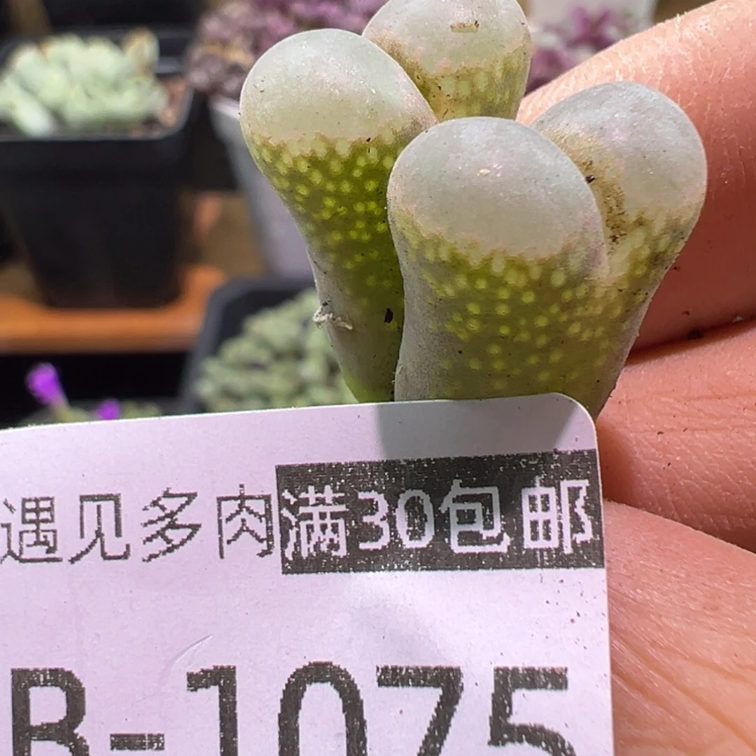 多肉植物1111111111111