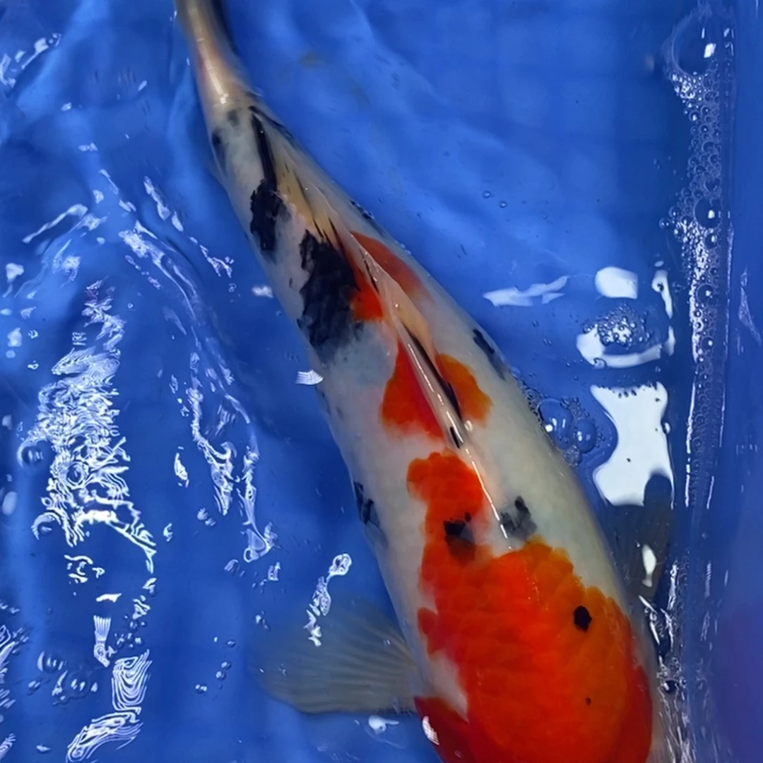 锦鲤冷水锦鲤包邮