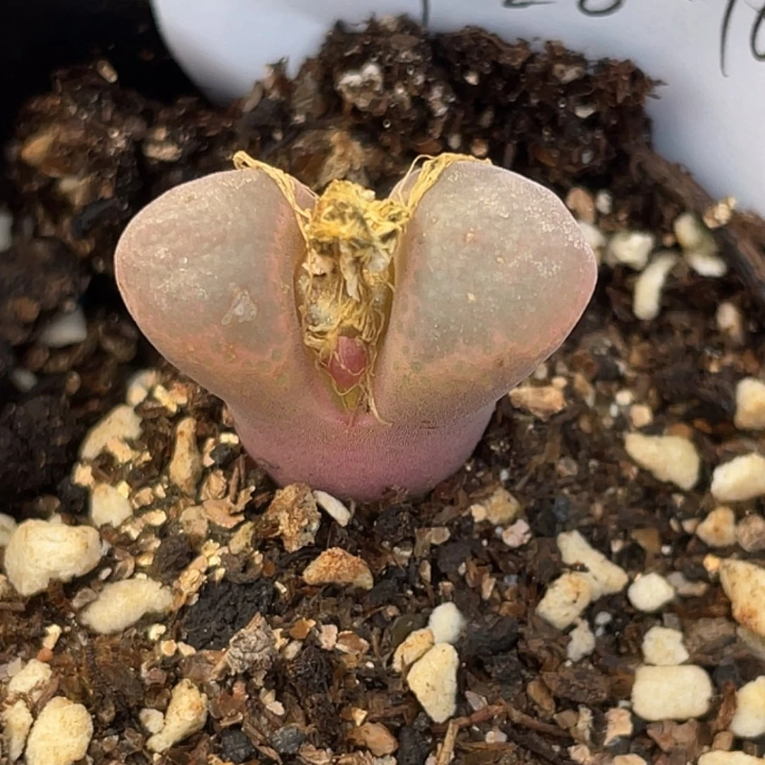 28-162风铃多肉植物