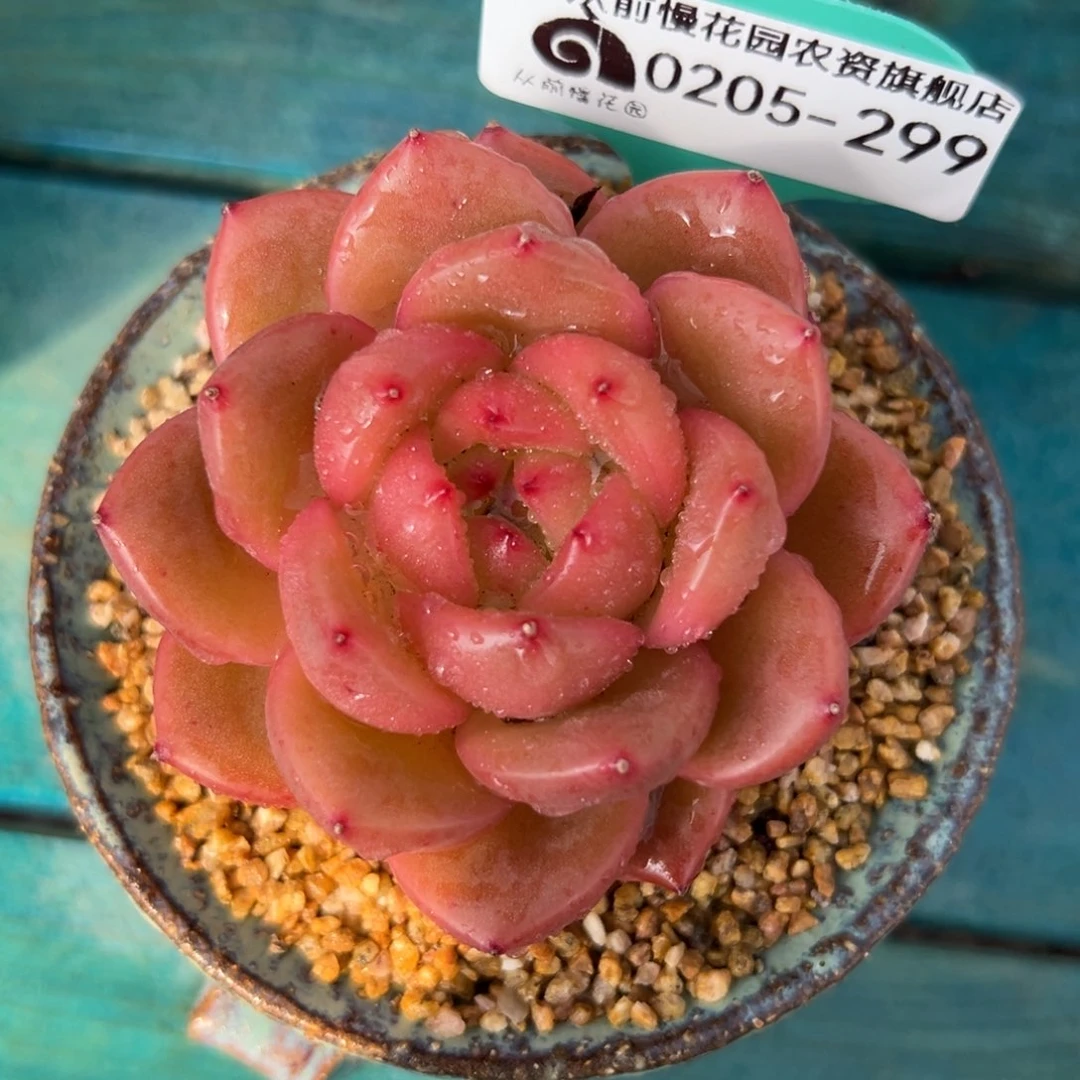 多肉一物一拍0205-299