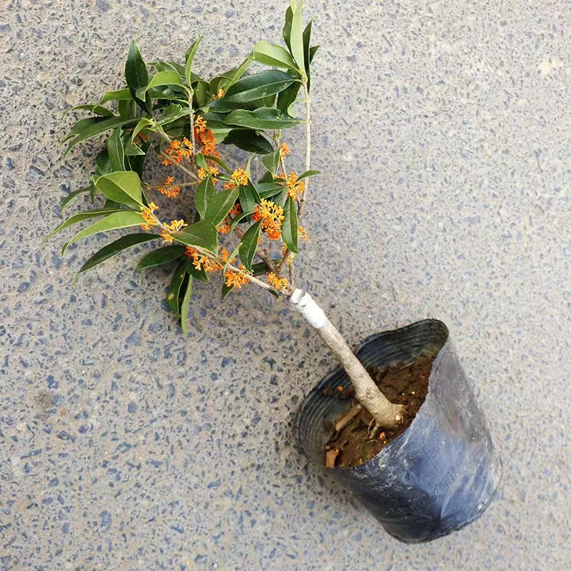 沉香桂桂花树苗嫁接苗 朱砂桂桂花盆栽植物室内花卉四季桂树苗