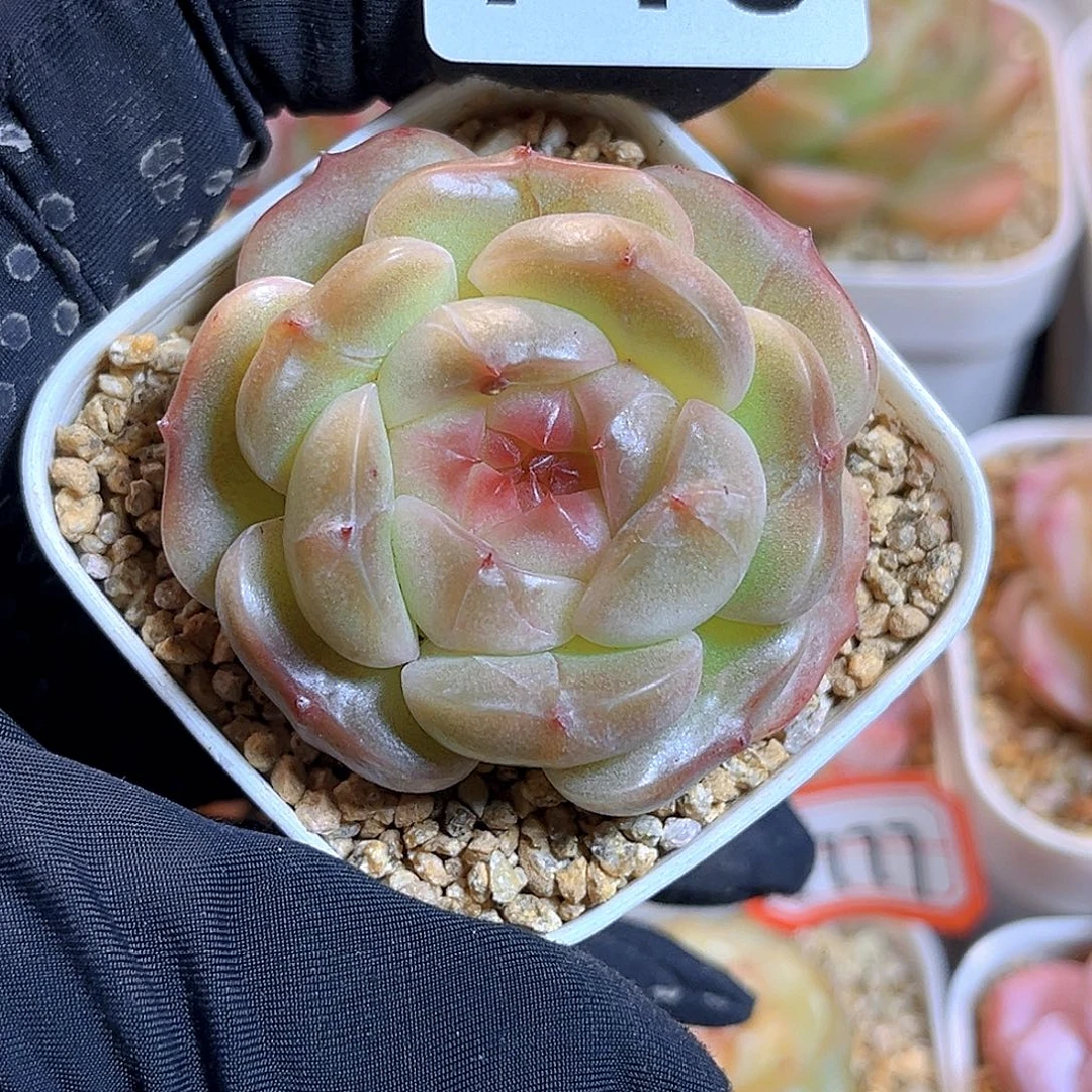 旋****718  珍妮上新18包邮