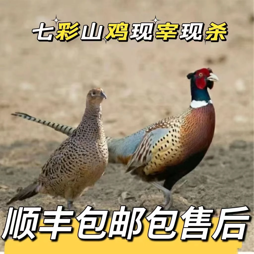 【粉丝福利】七彩山鸡现宰现发顺丰冷链配送 拍一发三