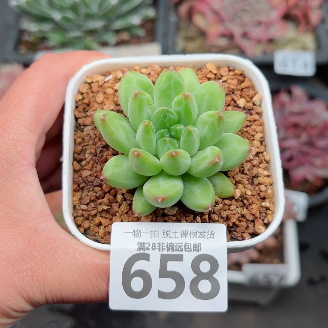 胖体青花瓷无盆土发货
