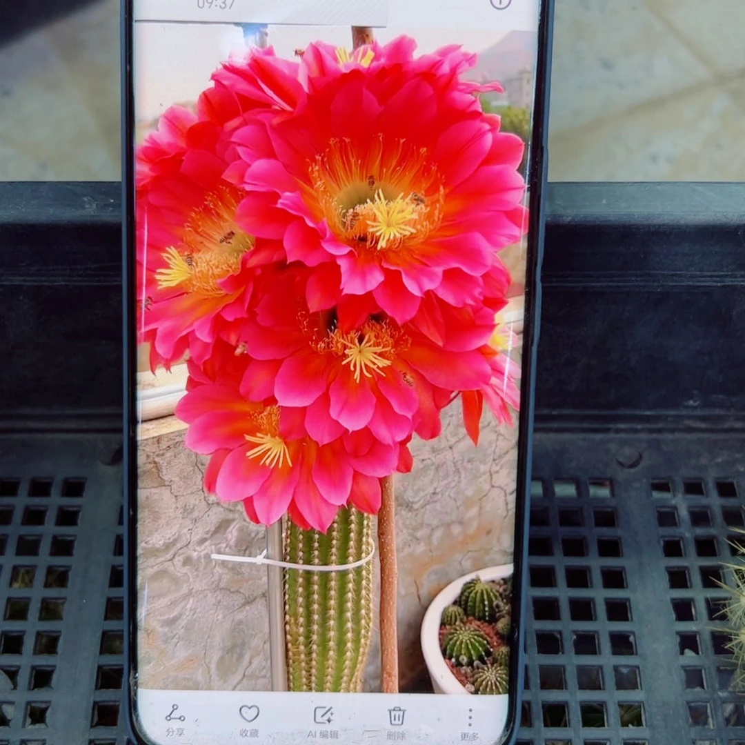 下40毛飞碟歪无根侧芽4公分左右20包邮