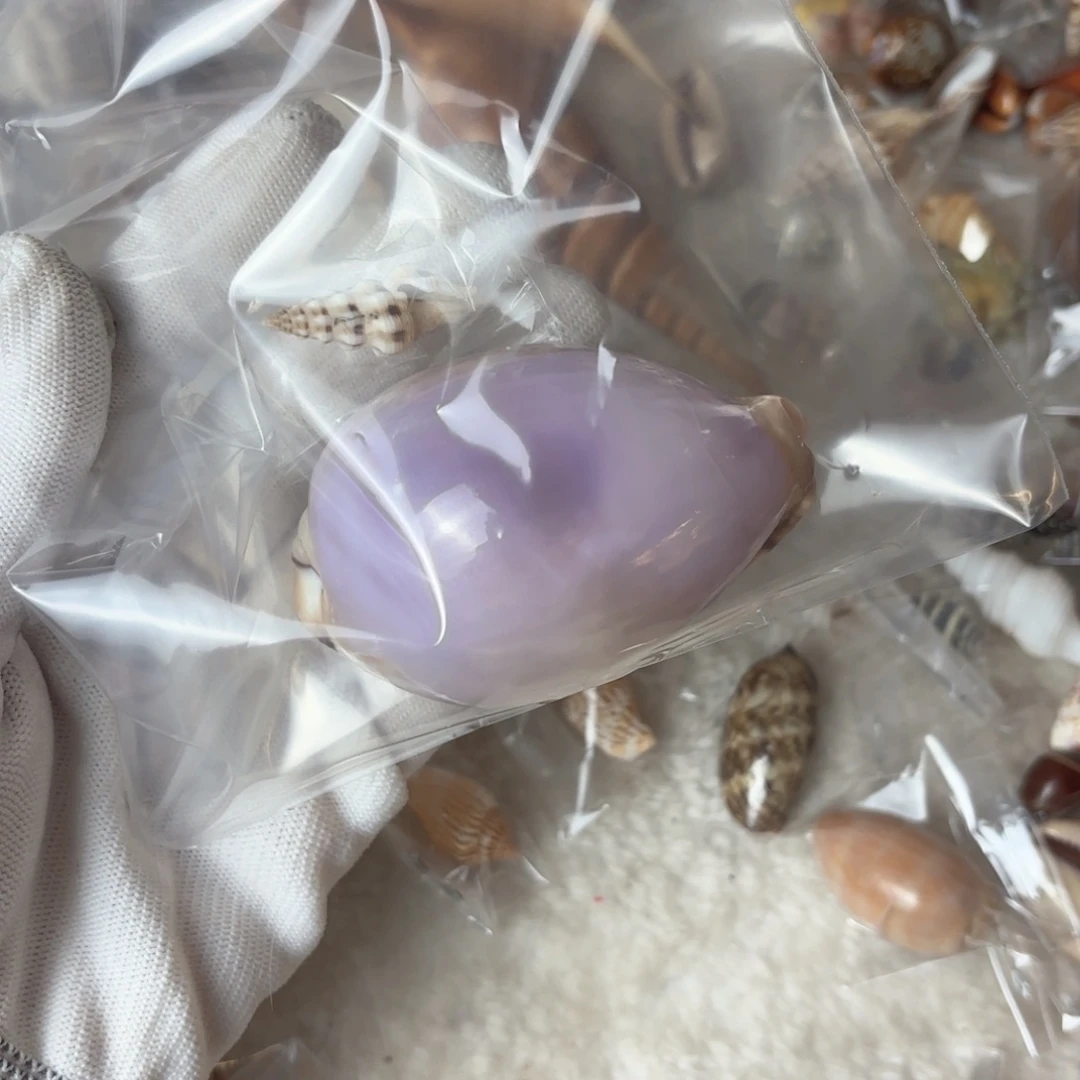 音***樱天然海螺贝壳特价福利