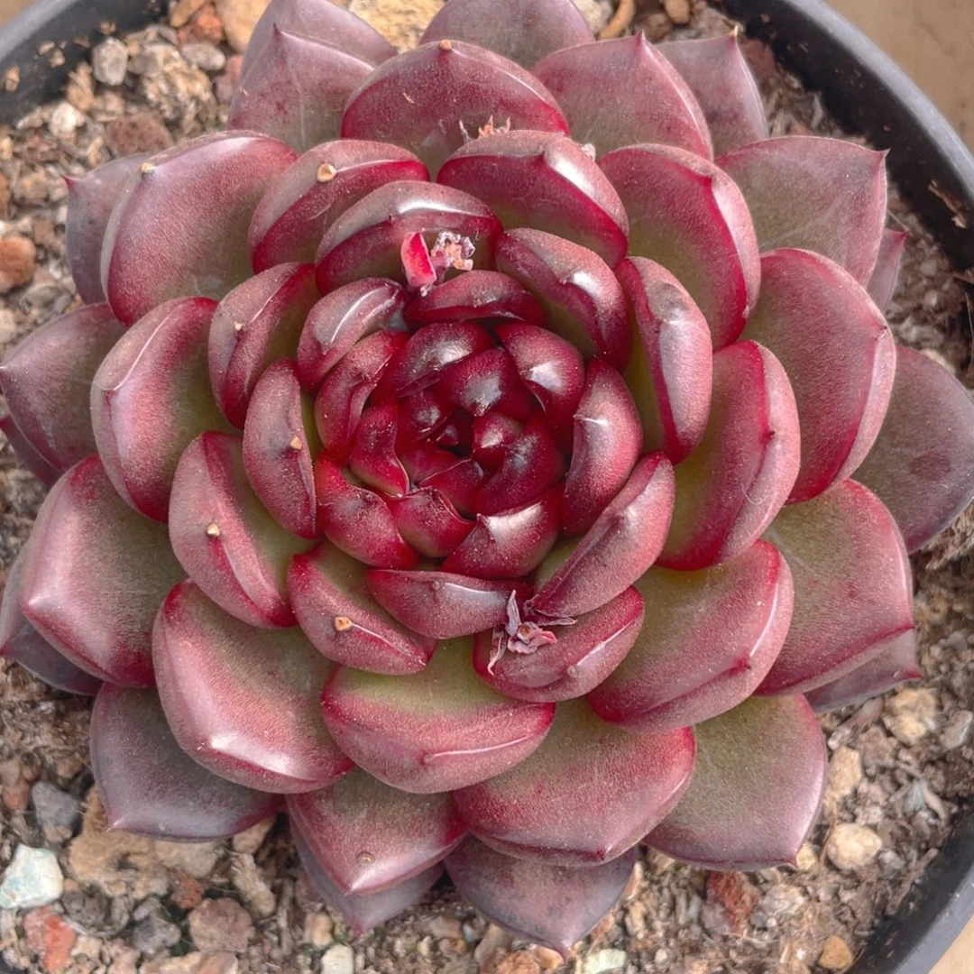 静夜珍妮多肉植物一棵