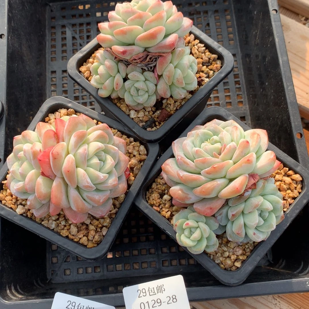 0129-62 精控冰玉三颗 不包整