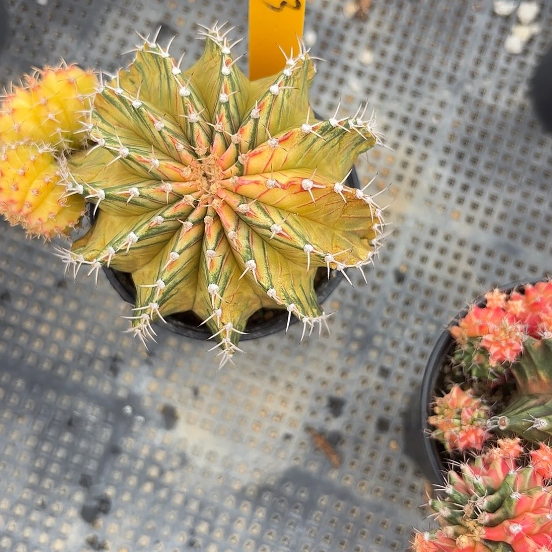 83-1010泰国发货多肉