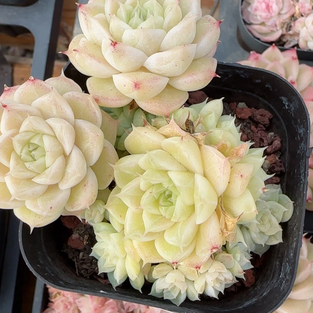 花语逸境0220-274散