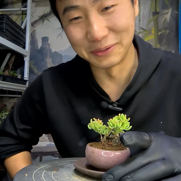 启***术中青园艺一物一拍花170