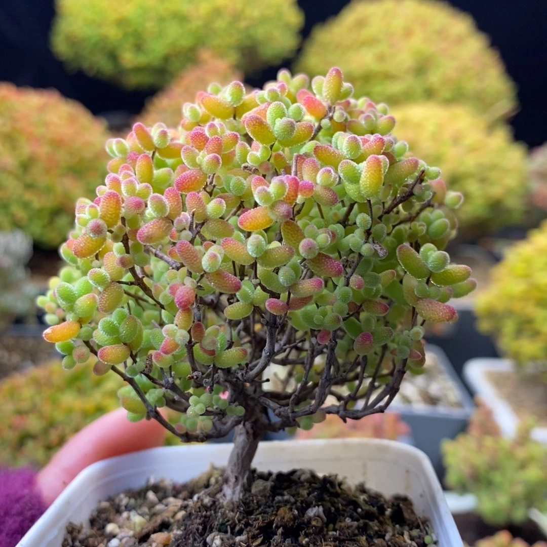 143蜜橘糖球 。