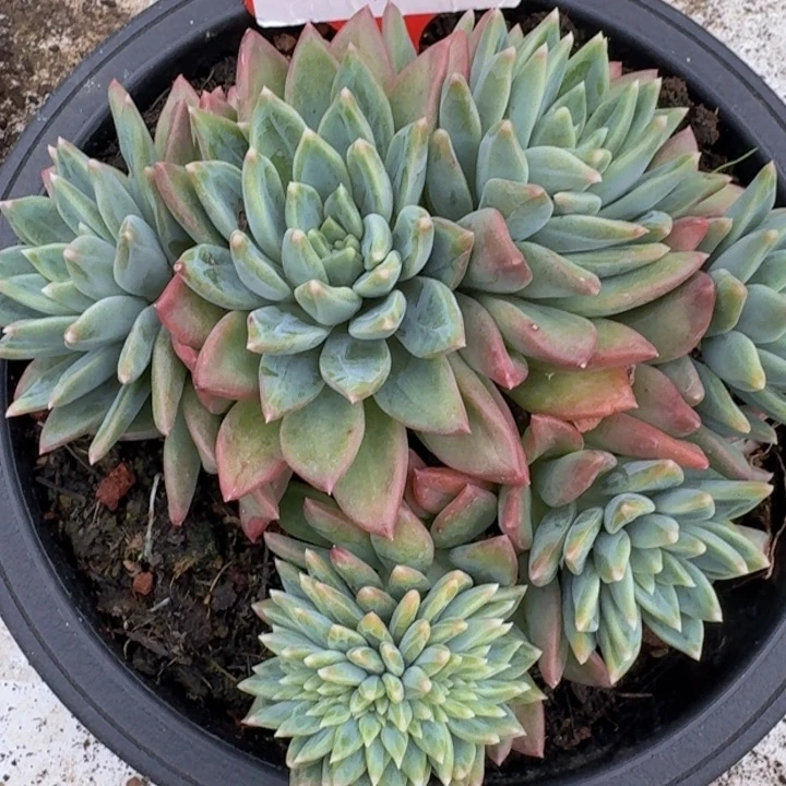 美人缀化632多肉植物