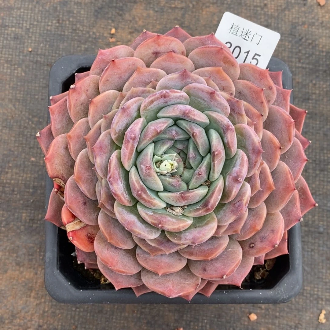 乔*板女神节快乐3015~叶伤