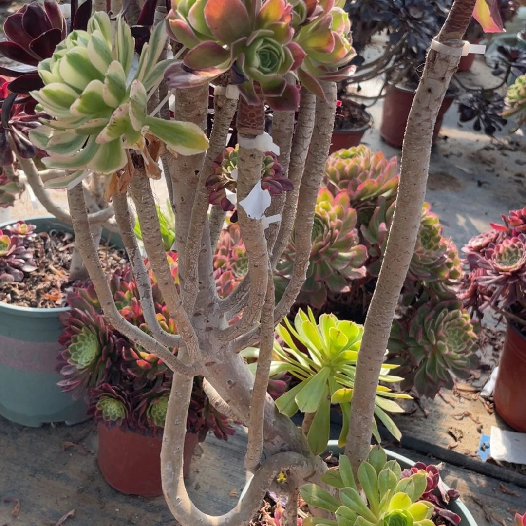 淡****味100000000000051