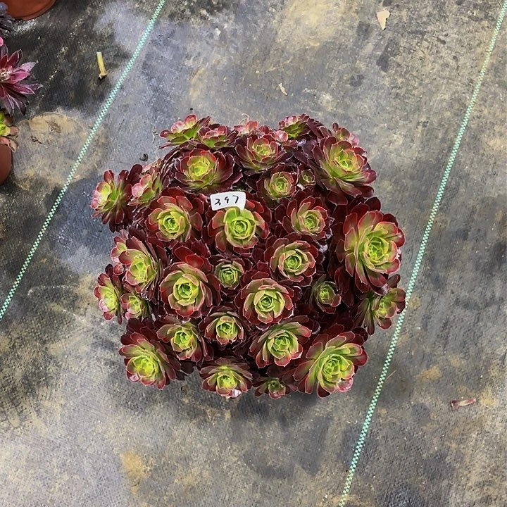 微***暖安娜锦法师一个397号