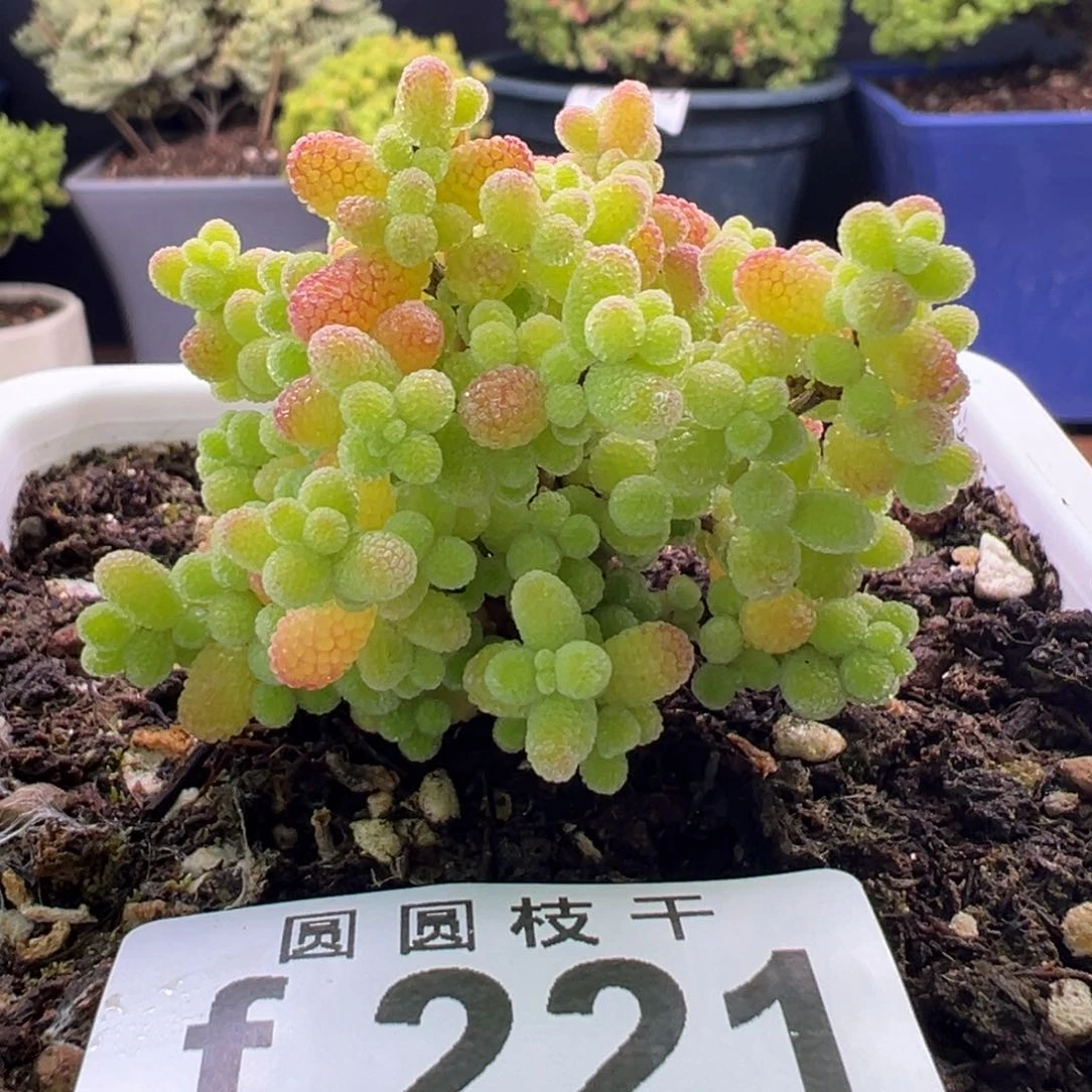 221橘子糖一物一拍