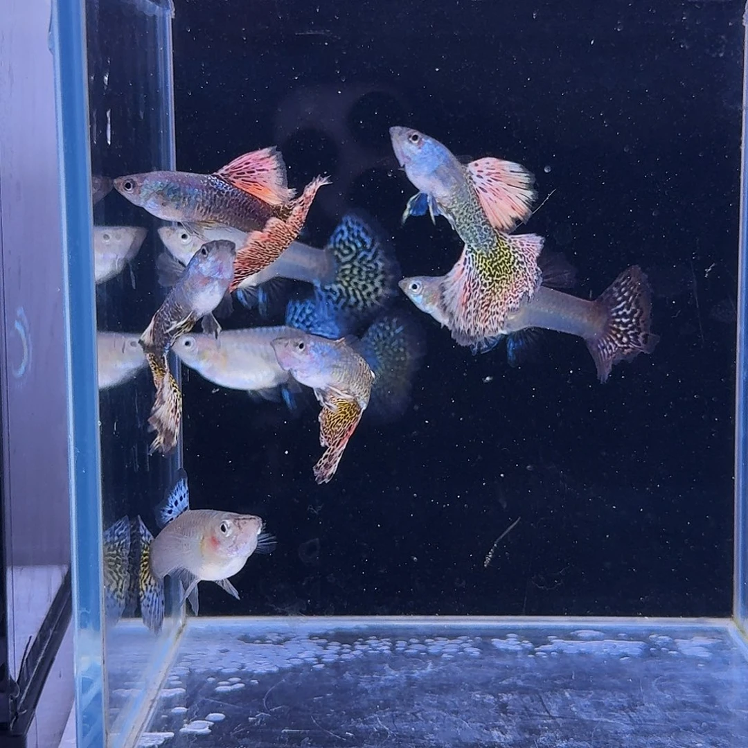 孔雀鱼半月尾黄龙1对