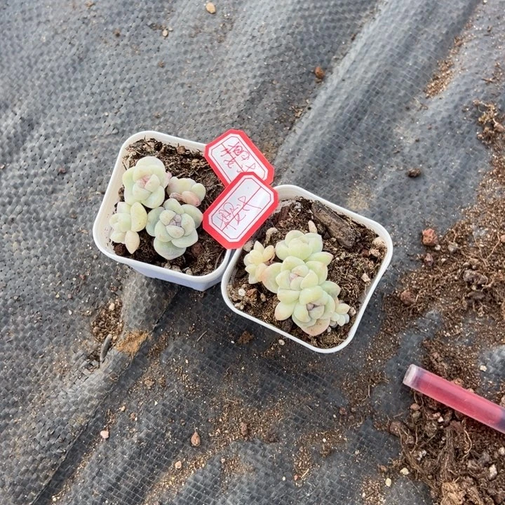 樱汁一物一拍专拍的