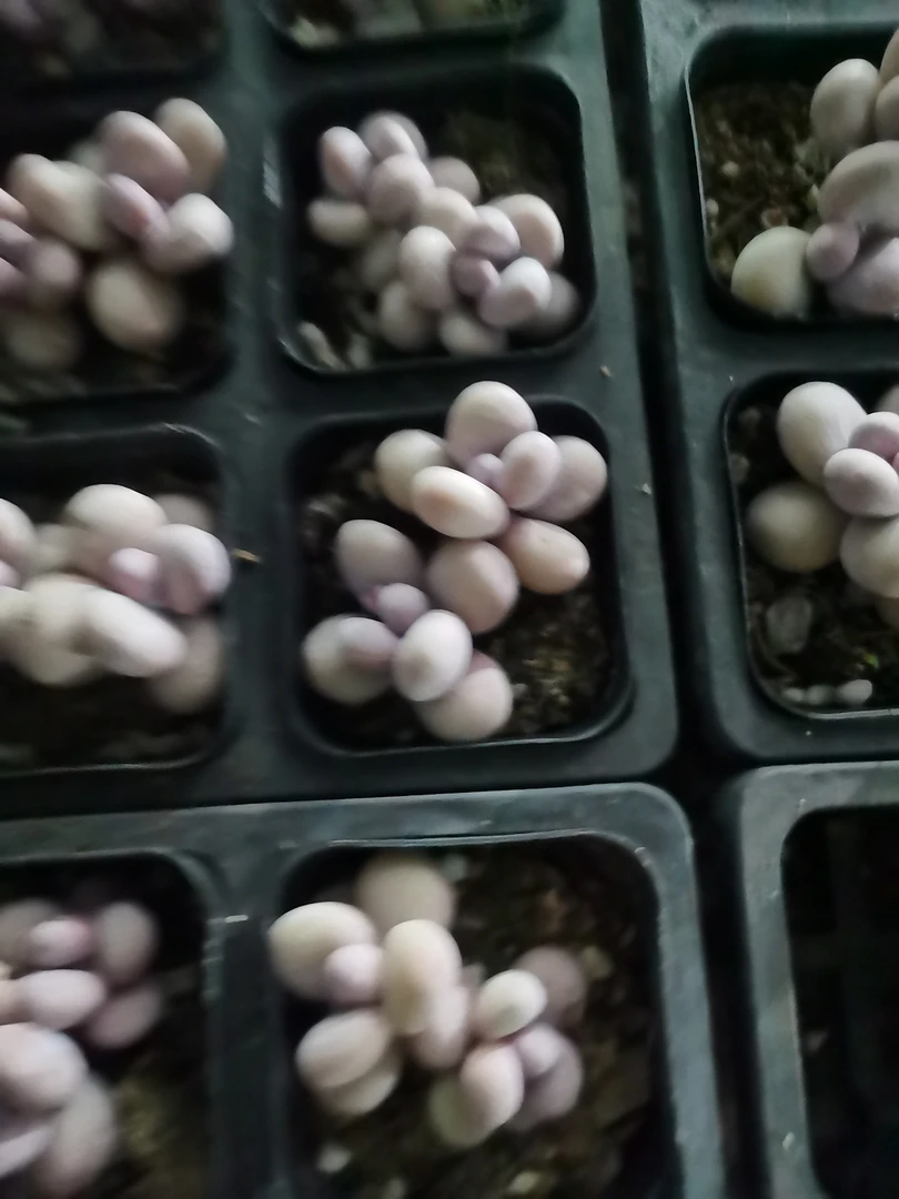 多肉植物一物一拍