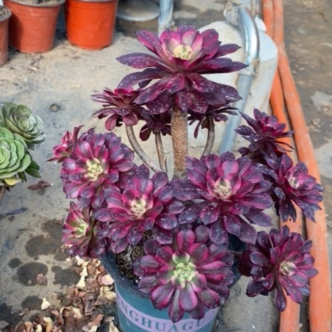 美肌多肉植物055