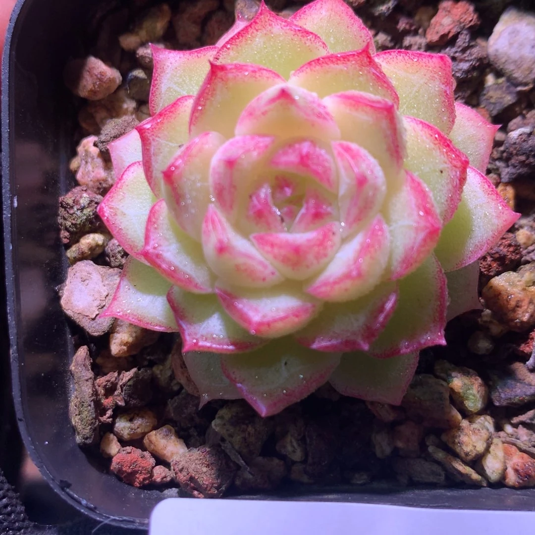 乐然30-5 女王玫瑰