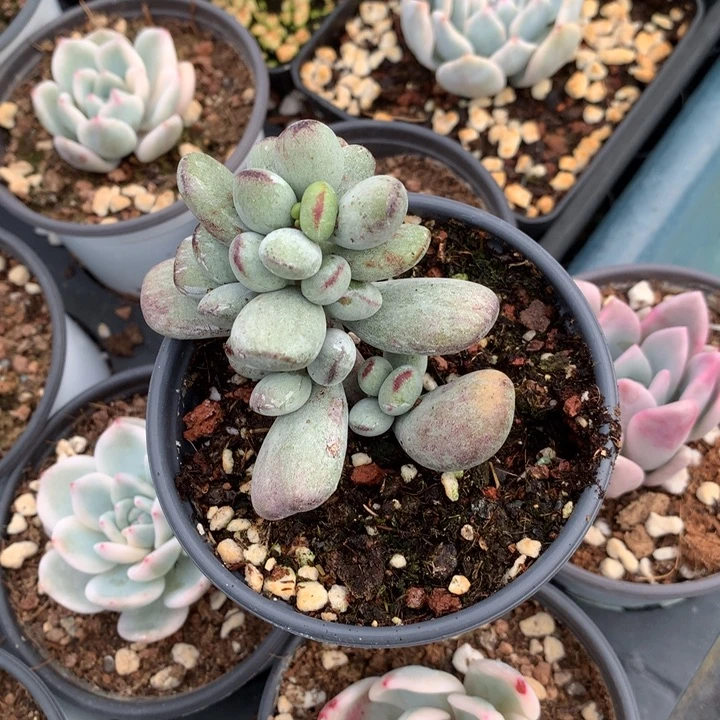 虎皮乒乓多肉植物