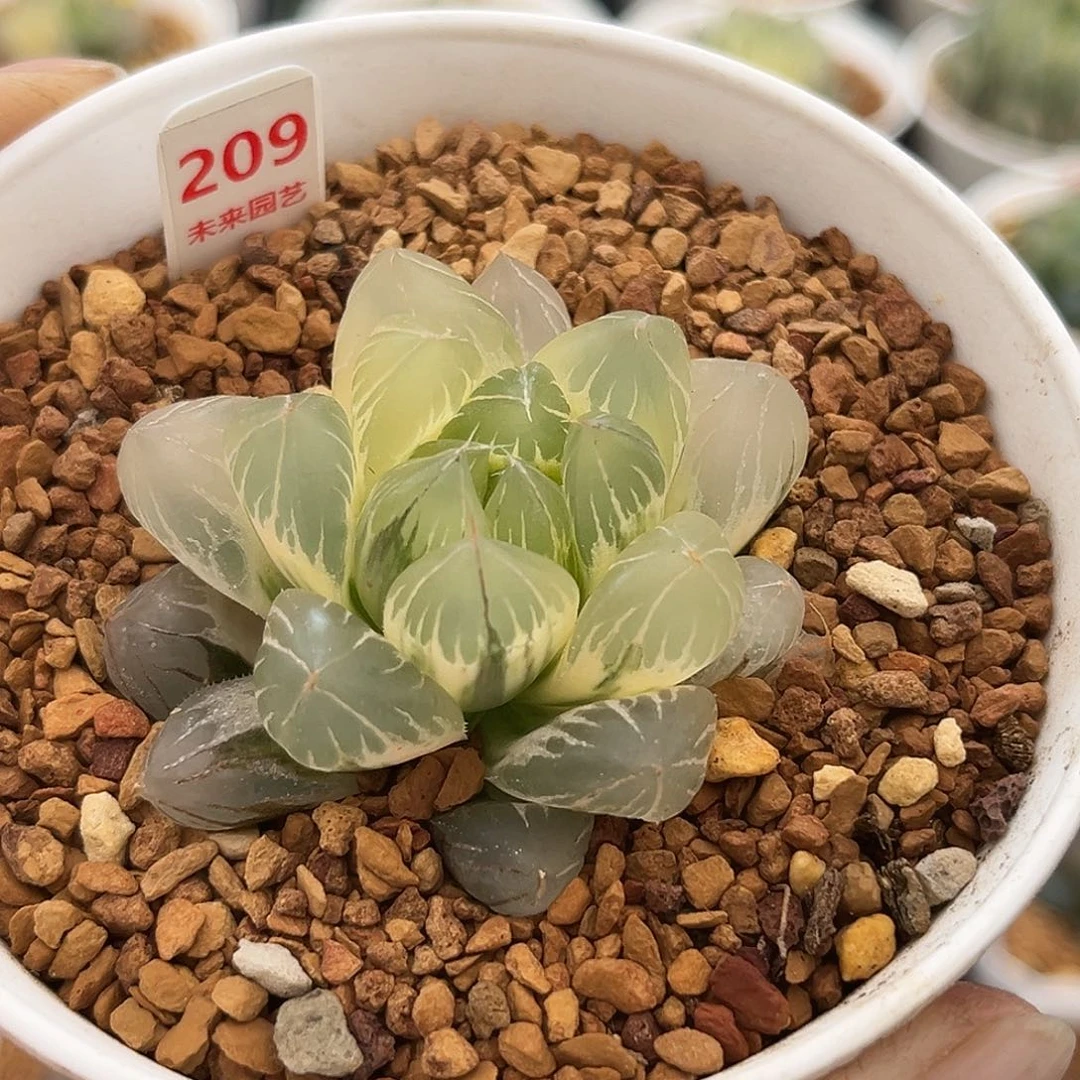 209糊斑水晶冰川玉露锦福利