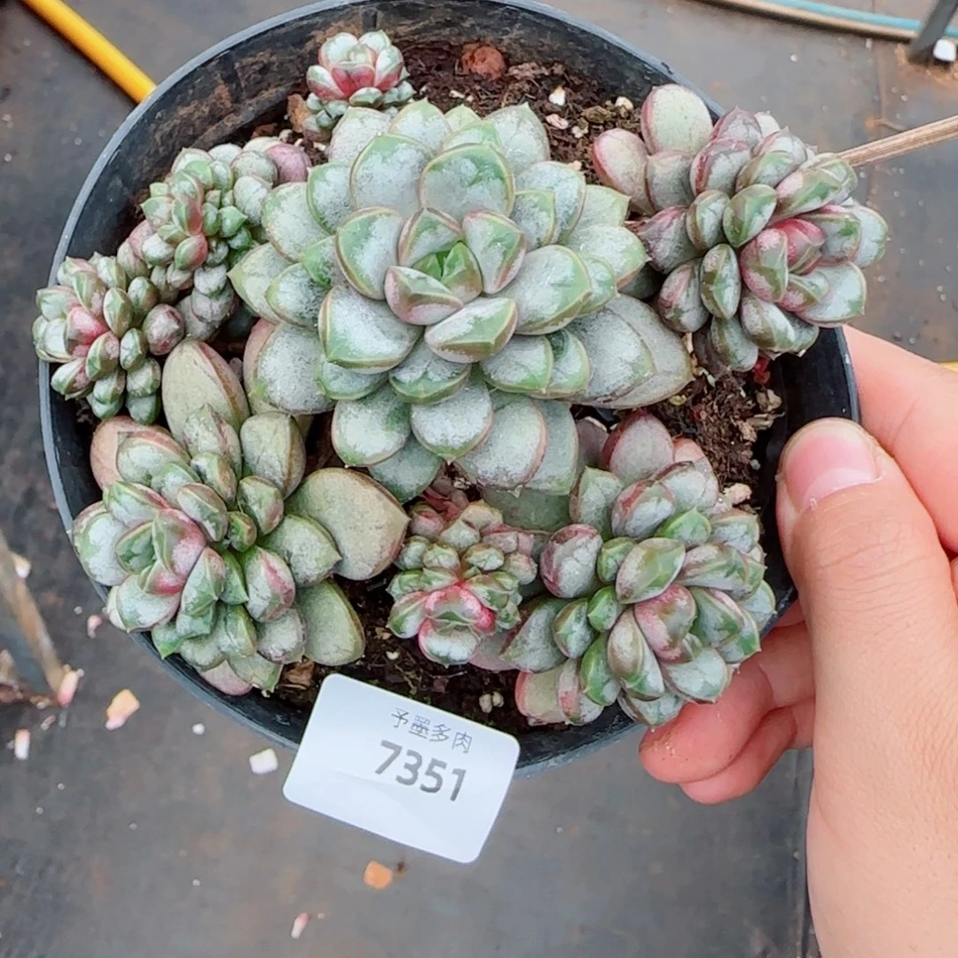 葡萄粗桩，7351多肉植物